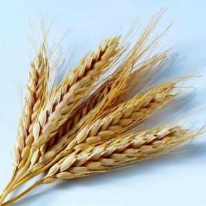Dieta sănătoasă: conținutul de calorii al cerealelor de grâu
