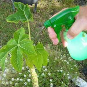 Săpun verde pentru plante - o alegere de rezidenți reali de vară