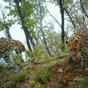 `Leopard Land` - un parc național în Primorsky Krai