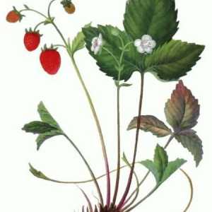 Căpșuni sălbatice: beneficiile vitaminelor