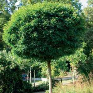 Жамалистовое дерево: выдумки создателей мультфильма `Смешарики` или реальное…