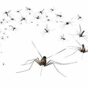 Viața sălbatică: de ce țânțarii beau sânge și de ce mor?