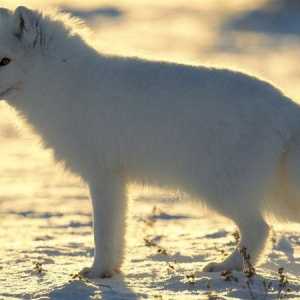 Vulpea arctică animală: fotografie și descriere