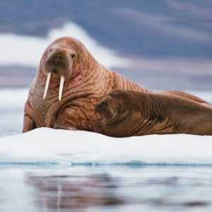 Animale din deșertul arctic: extremale naturale