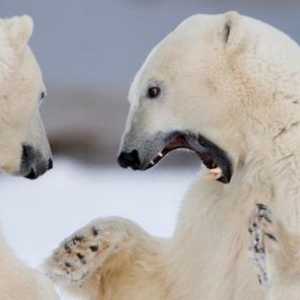 Animale din țările reci (fotografie). Care animale trăiesc în nord?