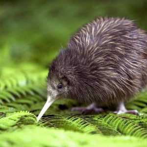 Animale din Noua Zeelandă: descriere și fotografie
