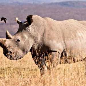 Viața unui rinocer alb. Greutatea maximă a rinocerilor albi
