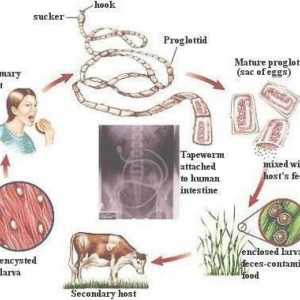 Ciclul de viață al viermei bovine. Structura unui lanț de tauri