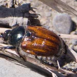 Beetle Beetle: descrierea dezvoltării, măsuri de protecție împotriva insectelor