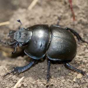 Beetle Strider: Tehnici de luptă