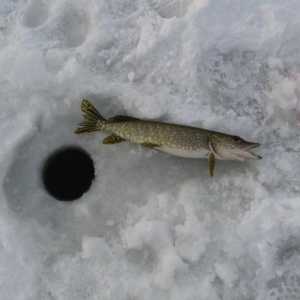 Pescuitul de iarnă pe știucul de la închisoare. Pike de pescuit în timpul iernii: tackles și momeli…