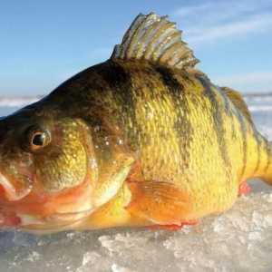 Pescuitul de iarnă pe primul gheață: descriere, caracteristici și recomandări