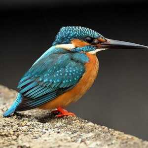 Kingfisher: descriere pe această fotografie