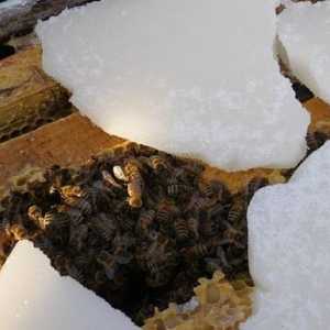 Albinele sălbatice la voință: sub zăpadă, fără izolație