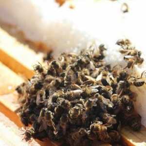 Cuibărind albinele în oshanike. Apicultura pentru incepatori