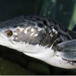Snakehead - un pește care se mișcă ușor pe uscat