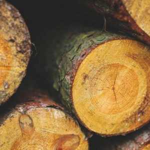 Importanța lemnului, compoziția, proprietățile, caracteristicile și structura acestuia. Lemnul este…