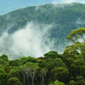 Valoarea pădurii pentru omul modern. Cauzele dispariției pădurilor