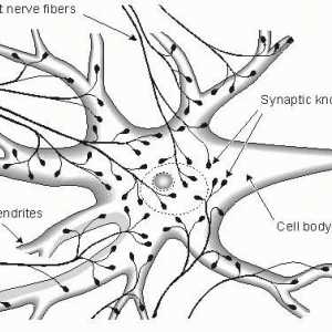 Importanța sistemului nervos pentru organism. Structura sistemului nervos