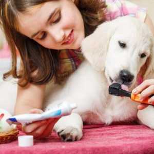 Dinți la câini: prevenirea și tratamentul