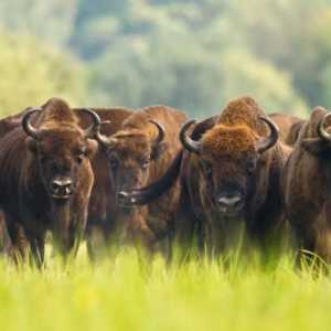 Bison și alte animale mari din Europa